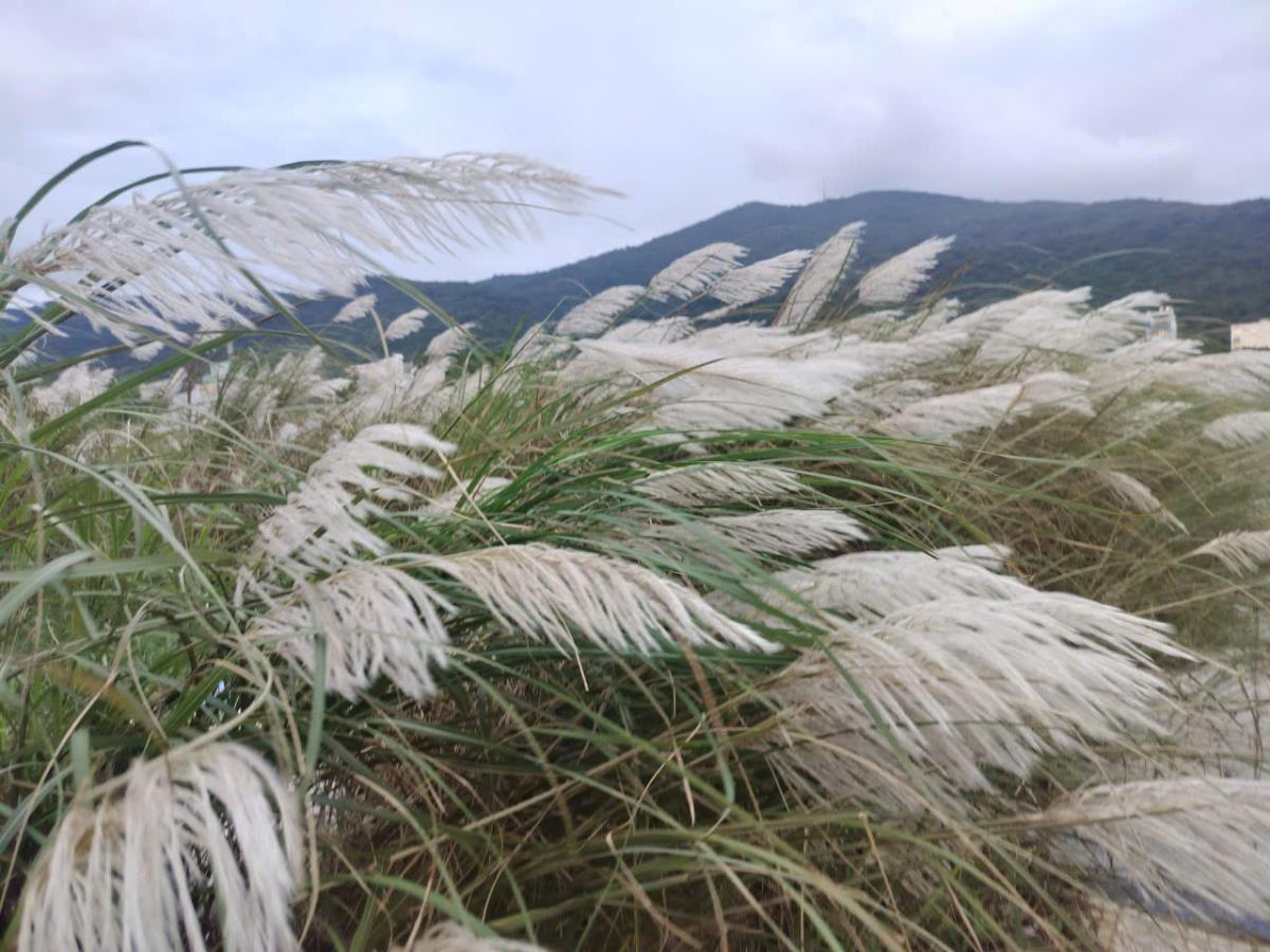 Bồng bềnh sắc trắng mùa lau…