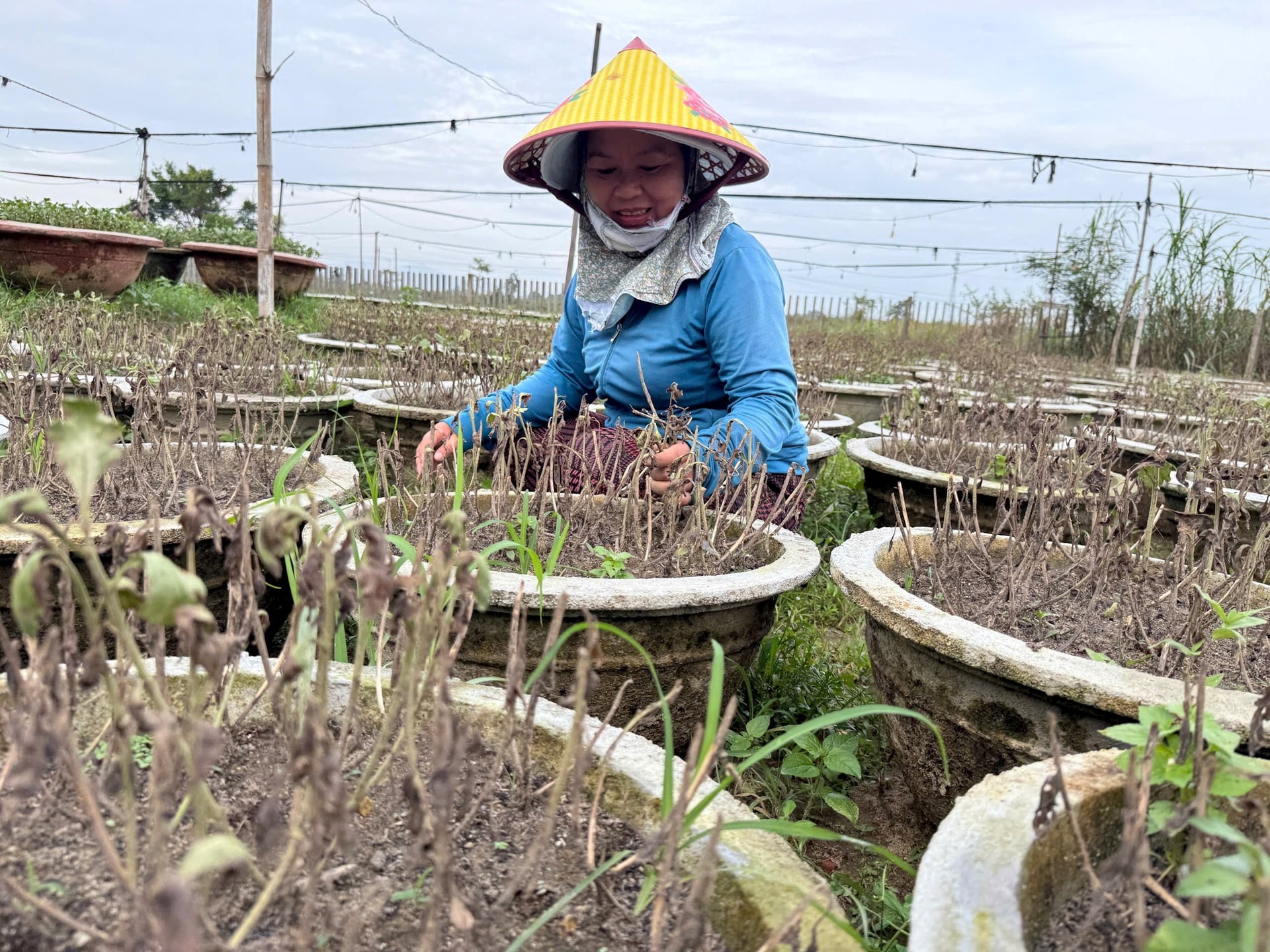 Những làng hoa Đà Nẵng trắng tay sau lũ