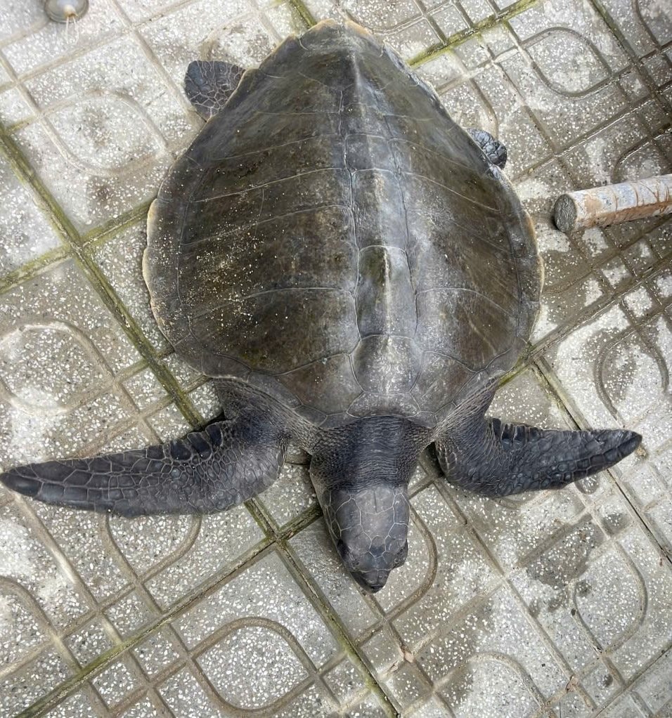 Ngư dân Đà Nẵng bàn giao đồi mồi dứa quý hiếm