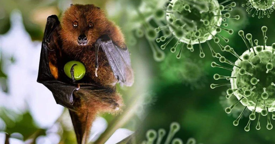 Virus Nipah tái xuất tại Ấn Độ, Việt Nam tăng mức cảnh báo