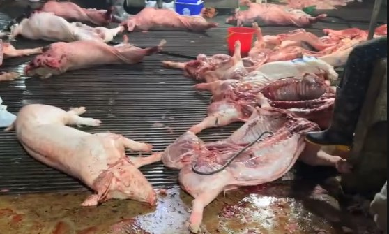 Thông tin hàng triệu phụ huynh quan tâm: Trường nào sử dụng thịt trong đường dây 300 tấn lợn bệnh?