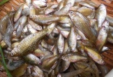 Loại cá bé tí ti xưa có đầy, giờ thành đặc sản nổi tiếng miền Trung hấp dẫn dân thành phố, 80.000 đồng/kg