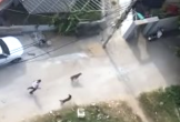 Đà Nẵng: Bắt giam người thả chó cắn hàng xóm