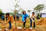 Đà Nẵng trồng 1.000 cây phủ xanh Khu công nghệ cao