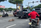 2 chú chó bị xe bán tải kéo lê thảm thương trên phố Đà Nẵng: Người nhà hé lộ sự tình