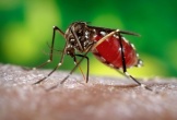 Những người nhóm máu O có thực sự dễ thu hút muỗi nhất