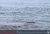 Kinh hoàng cá mập săn mồi ngay gần bờ ở địa điểm du lịch nổi tiếng