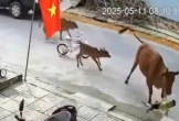 Đà Nẵng: C.h.á.u b.é đang đứng chơi trên đường thì bị bò thả rông h.ú.c ngã