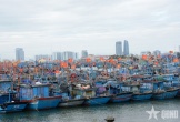 Gần 4.000 tàu cá Đà Nẵng đã neo đậu an toàn tránh bão số 5