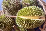 Thông tin mới nhất về điều kiện xuất khẩu sầu riêng tươi